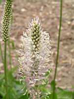 Plantain intermediaire, Plantago media (fam Plantaginacees) (Europe, Asie) (4) (Photo F. Mrugala)